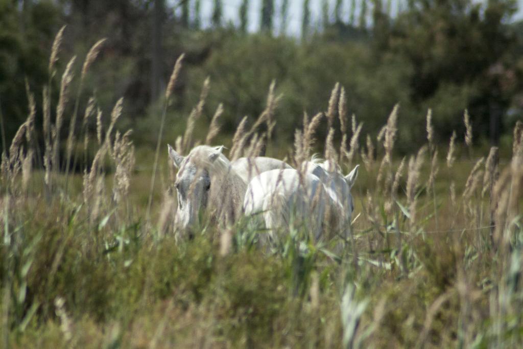 Albaron Bergerie D'Alivon En Camargue B&B 외부 사진