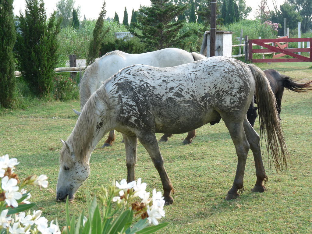 Albaron Bergerie D'Alivon En Camargue B&B 외부 사진