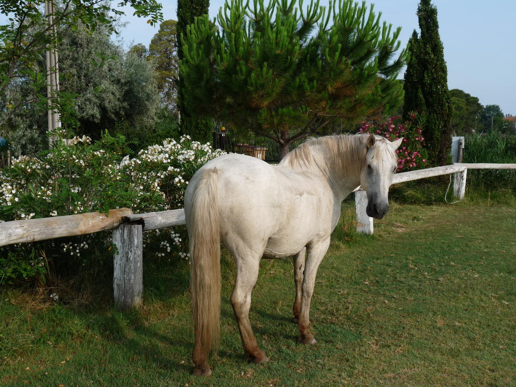 Albaron Bergerie D'Alivon En Camargue B&B 외부 사진